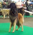 n°82 condor des canis du brabant 5312